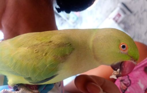 Final feliz: periquito encontrado em Abrantes retorna ao verdadeiro dono