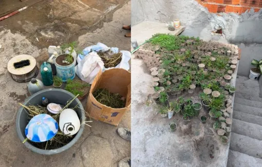 Operação desarticula plantação com cerca de 3 mil pés de maconha no interior da Bahia 