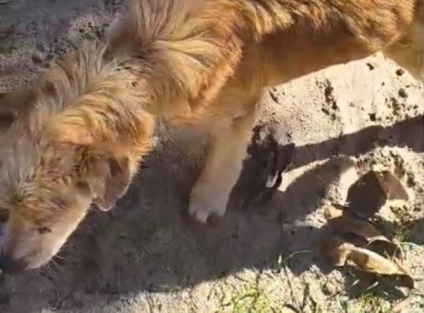 Cão abandonado em imóvel à venda morre após denúncias e caso gera revolta em Camaçari