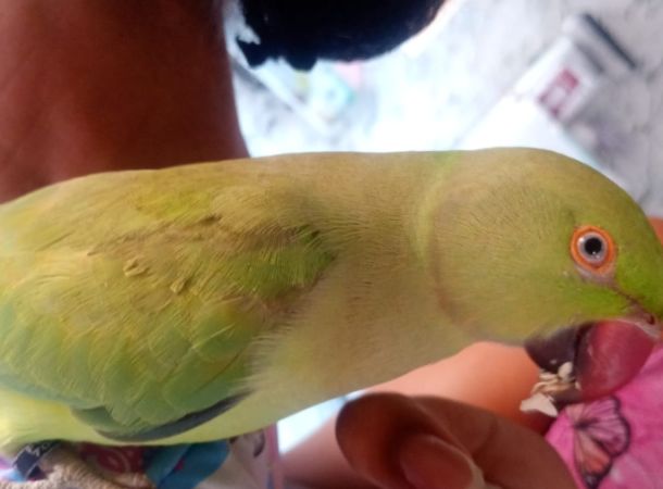 Periquito com tornozeleira de identificação é encontrado na Fonte da Caixa, em Abrantes