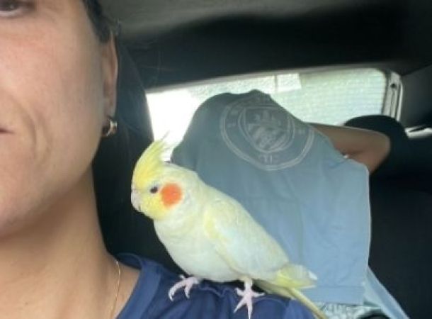 Calopsita desaparecida é encontrada após campanha do Portal Abrantes e reencontro emociona tutora