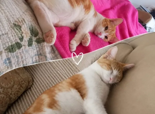   Gatinho Leleo desaparece em Catu de Abrantes e família pede ajuda para encontrá-lo
